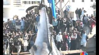 KARACHI BIG FISH REPORT MANSOOR AHMED EDIT BY AMIN AFRIDImp4 [upl. by Molini497]