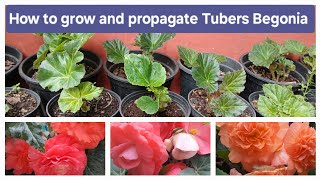 How to grow and propagate Tubers Begonia [upl. by Grantham944]