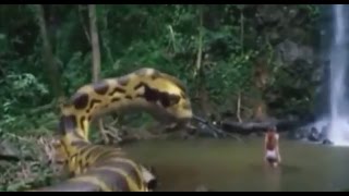 King Cobra Attack VS Human  YouTube Snakes Animal attack KING COBRA quot [upl. by Tezil141]