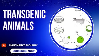 Transgenic Animals biologistasifsaleem0910 [upl. by Eitsim]