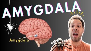 The Amygdala and Fear Conditioning [upl. by Swann]