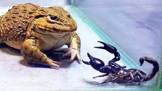 Amazing Asian Bullfrog With Big Black Scorpion Warning Live Feeding [upl. by Farlee]