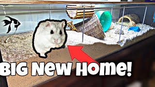 Dwarf Hamster Gets Natural Enclosure Robo Hamster [upl. by Mcgrody]