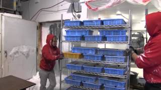 Fincasters Episode 22 Harvesting PE Mysis Shrimp in British Columbia [upl. by Anisamot]