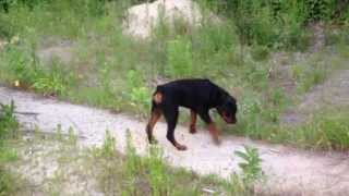 6 month old rottweiler puppy [upl. by Atinauj]