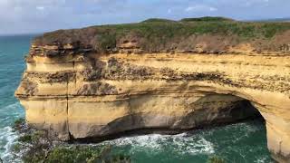 Mutton Bird  short tailed shearwater  Island safe from predators [upl. by Annibo]