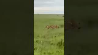 Hyäne vs 3 Leoparden Animals Tiere Afrika Essen [upl. by Hawley]