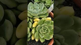 Echeveria elegans variegata [upl. by Reave]