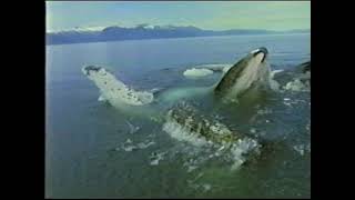 PBS Nature quotHumpback Whalesquot full episode 2000 [upl. by Acinad869]