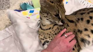 Serval as a Pet [upl. by Nyllaf]