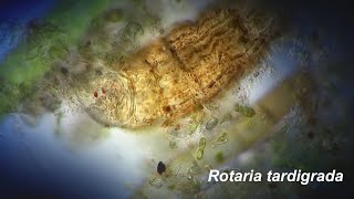 Rotaria tardigrada [upl. by Hacissej]