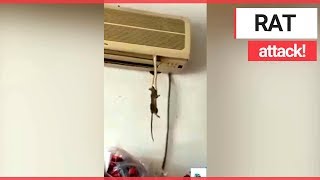 Horrific moment shows snake preying on a rat as it dangles from an Air conditioner [upl. by Coffee835]