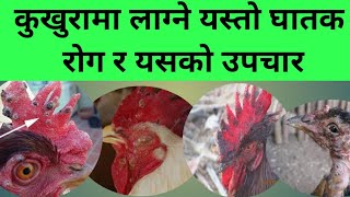 fowl pox treatmentfowlpox vaccine poultry disease in nepal Santosh Adhikari [upl. by Otti]