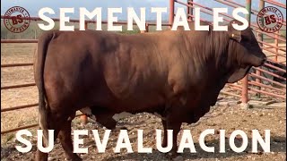 SEMENTALES su Evaluación  BEEFMASTER SUPREMO EPISODIO 32 [upl. by Noiwtna]