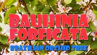 BAUHINIA FORFICATA  BRAZILIAN ORCHID TREE [upl. by Joiner519]