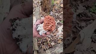 Picking Gyromitra Mushrooms🍄 mushrooms foraging fungi food nature edible mushroom mycology [upl. by Lhamaj]