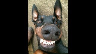 50 MINUTES OF DOBERMAN funny doberman videos [upl. by Amble71]