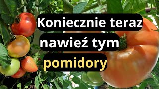 POMIDORY nie zapomnij o nawożeniu w lipcu nawóz naturalny to sposób na zdrowe pomidory w ogrodzie [upl. by Ecnadnak]