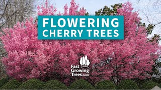 Flowering Cherry Trees from FastGrowingTreescom [upl. by Verena]