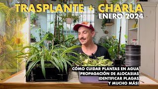 Trasplante amp Charla Cómo cuidar plantas en agua  Propagar Alocasias  Limpiar hojas y mucho más [upl. by Megen724]