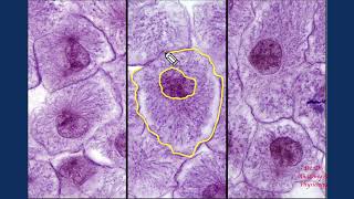 Histology  Mitosis Whitefish Blastula [upl. by Barthel359]