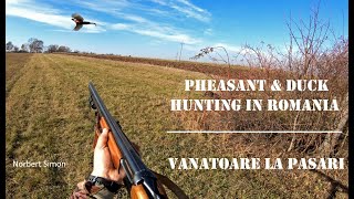 Pheasant amp Duck Hunting In Romania Vanatoare la pasari with Norbert Simon V337 [upl. by Sunderland]