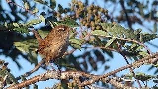 Wren Alarm Call [upl. by Aradnahc]