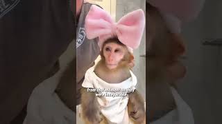 Rescue of the😍 little monkey🐒 shorts animals rescue [upl. by Aizan]