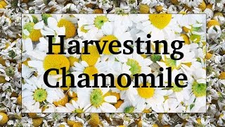 Harvesting and Drying Chamomile [upl. by Odlanyar]