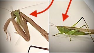 Mantis VS TWO Gladiator Katydids [upl. by Chaddie]