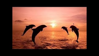 Delfines Inteligentes Documental en Español de National Geographic [upl. by Nonnarb]