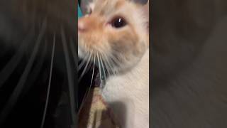 Plutito and his bee asmr catasmr [upl. by Lorien]