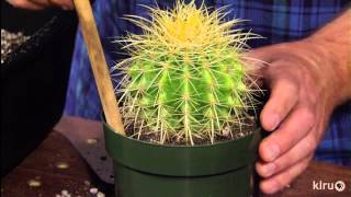 How to repot cacti amp succulentsJeff PavlatCentral Texas Gardener [upl. by Eimmac515]