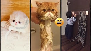 Funny Cat 🐈‍⬛ funny cats moments 😅 FunnyCats Ep 3301 [upl. by Eliza]