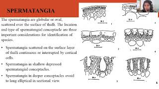 Morphology and Reproduction of Gracilaria sp [upl. by Corabelle]