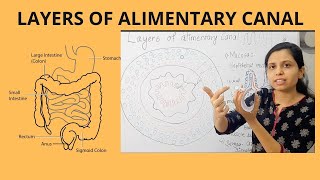 Layers of alimentary canal  digestion  absorption [upl. by Nibor]