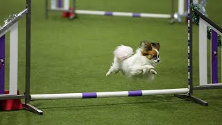 Papillon Sheryl agility training [upl. by Jacklyn]