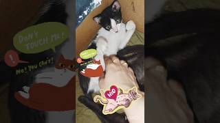 വയർ തൊടട്ടെ shorts youtubeshorts cat kitten catlover [upl. by Magel]