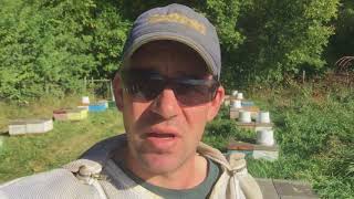 a Canadian Beekeeper’s Blog  Mite Wash and Mite Counts [upl. by Haziza]