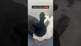 Couple Goals Adopt These Inseparable Bunnies [upl. by Vish]