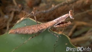 Praying mantis brown species  louvaadeus Mantodea [upl. by Parshall]