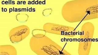 Cloning in a Plasmid Vector [upl. by Jodee]