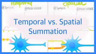 Temporal vs Spatial Summation [upl. by Ynohtnael871]