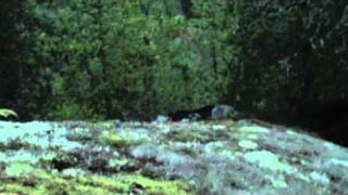 blacktail deer hunting [upl. by Marciano182]