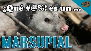 ¿Qué  es un marsupial  El origen de la piel glandular en sinápsidos [upl. by Acenahs]