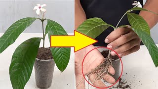 Dakur ডাকুর ফুলKopsia Fruticosa Propagation process [upl. by Lenna]