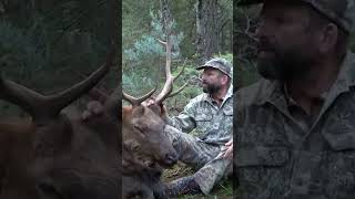 TOV makes an epic shot on a bull elk at 20 yards with his bow [upl. by Dennet718]