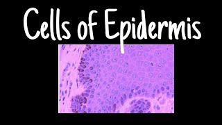 Cells of Epidermis  Dermatology  MisMedicine [upl. by Odranar]