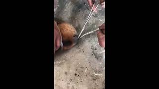 DrIMRAN ALI removal of leech from dog’s nose ALIVET24RX7 [upl. by Ainola]