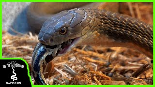 KING COBRA EATS INVASIVE FLORIDA PYTHON Tyler Nolan Clints Reptiles Collab [upl. by Lledroc]